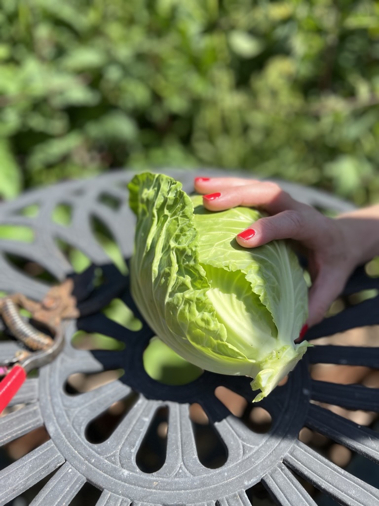 Cabbage