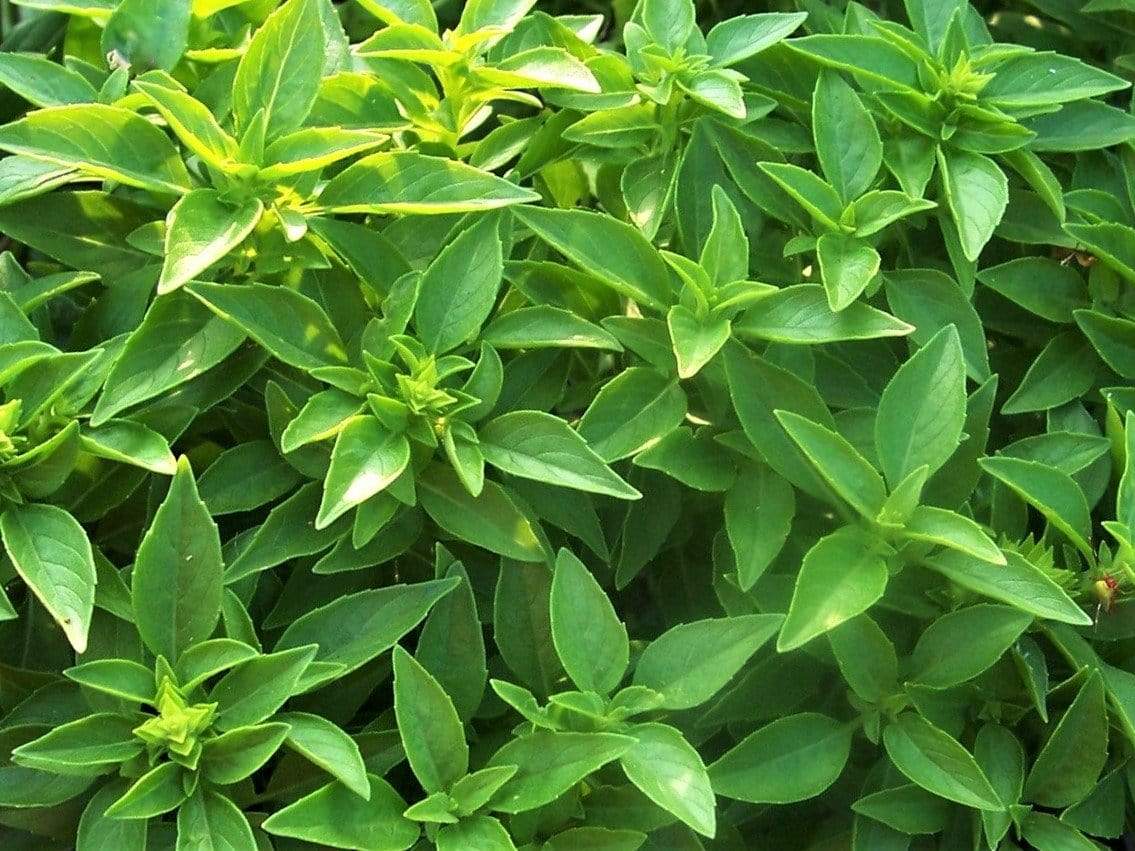 Genovese Basil