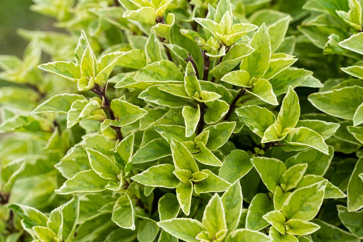 Pesto