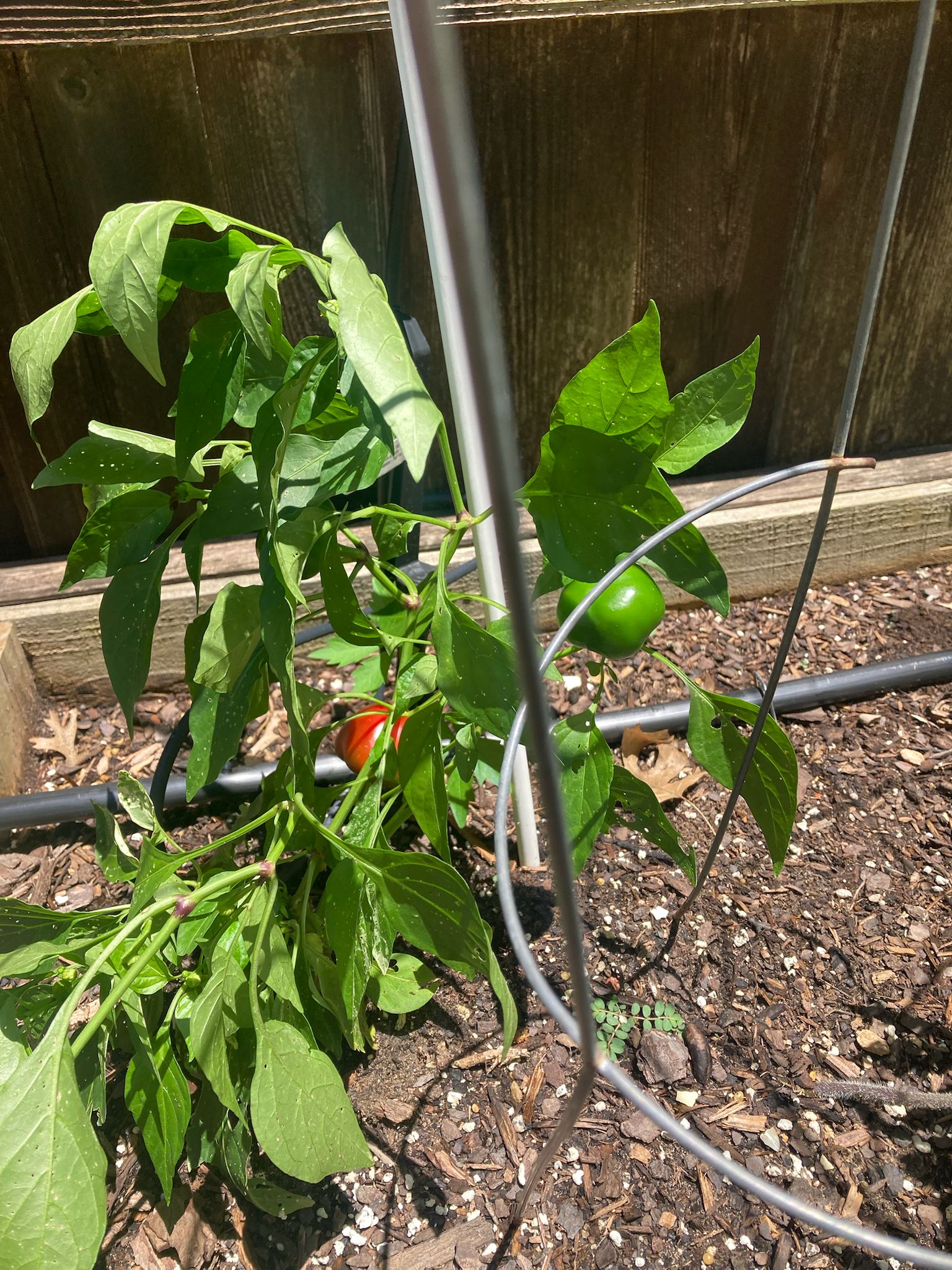 Fig cutting and sapling in pots