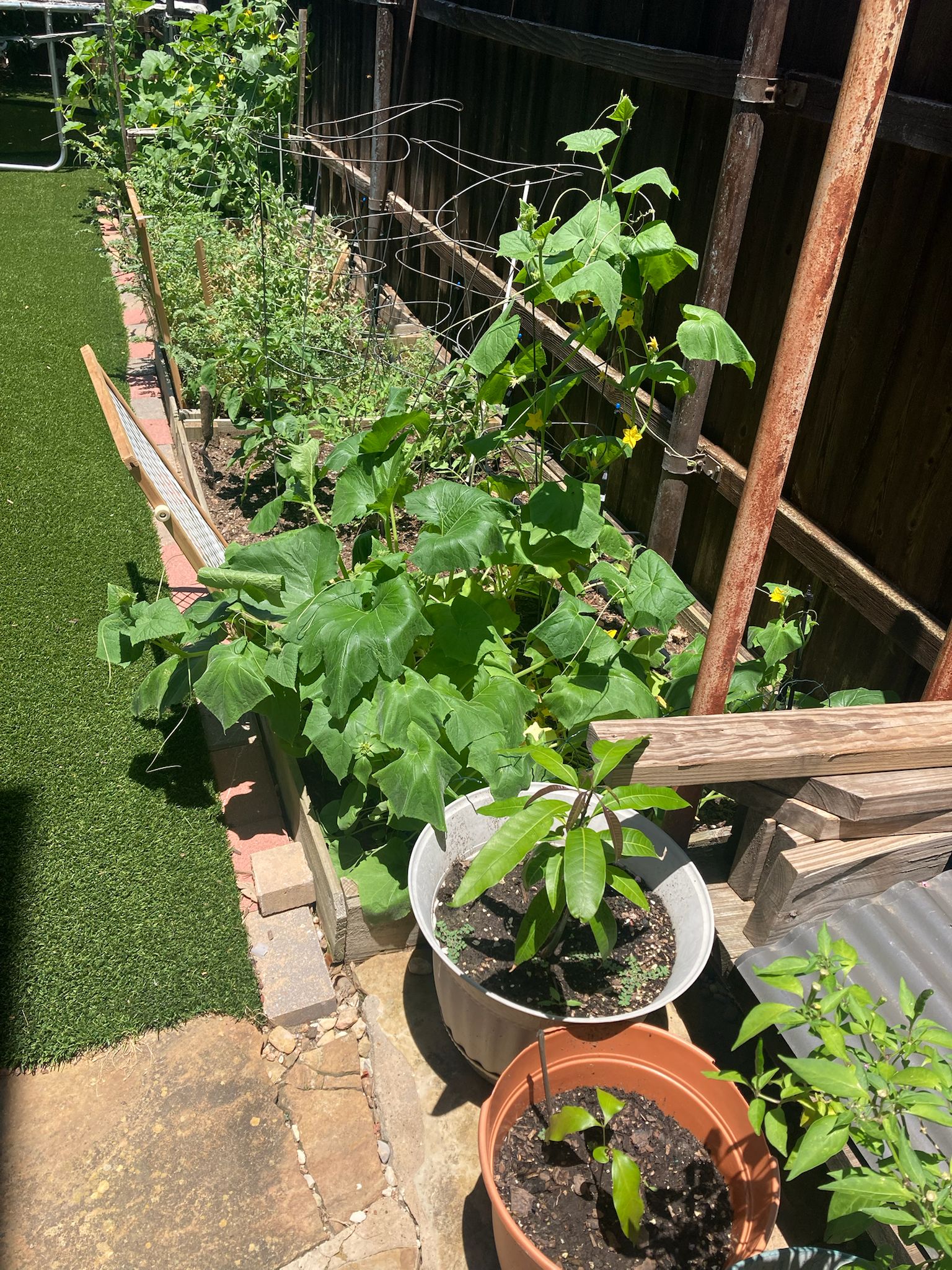 Pepper plant
