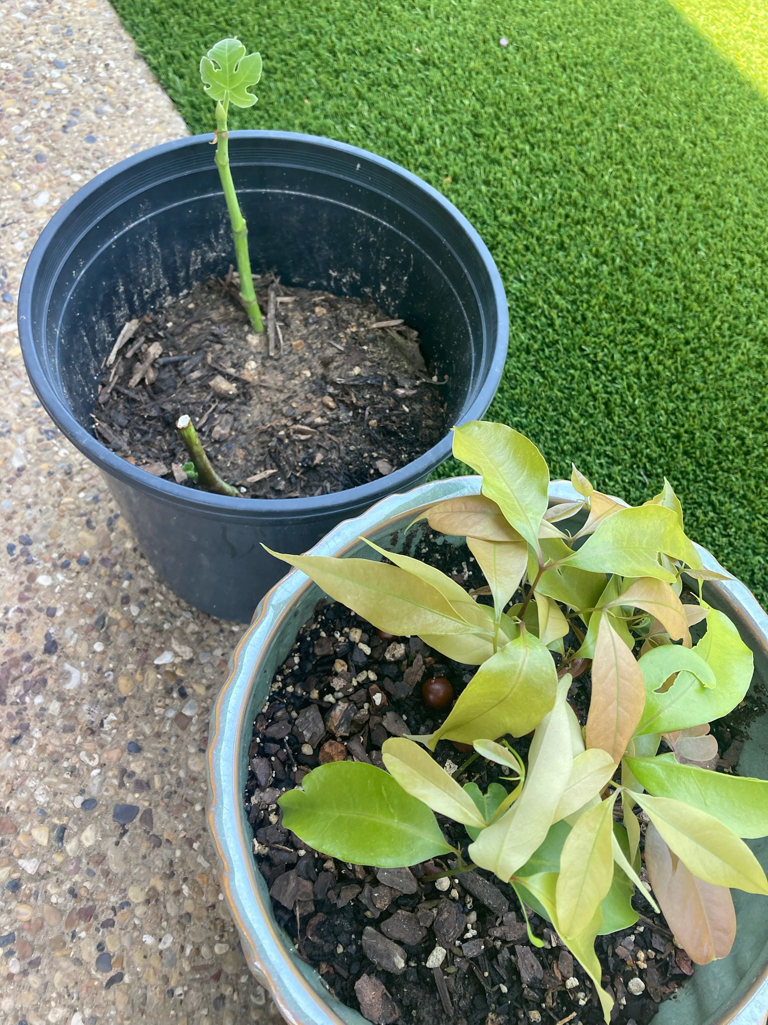 Full backyard plot